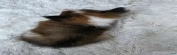 Shetland Sheepdog dogs for sale: Maverick - Ad 5