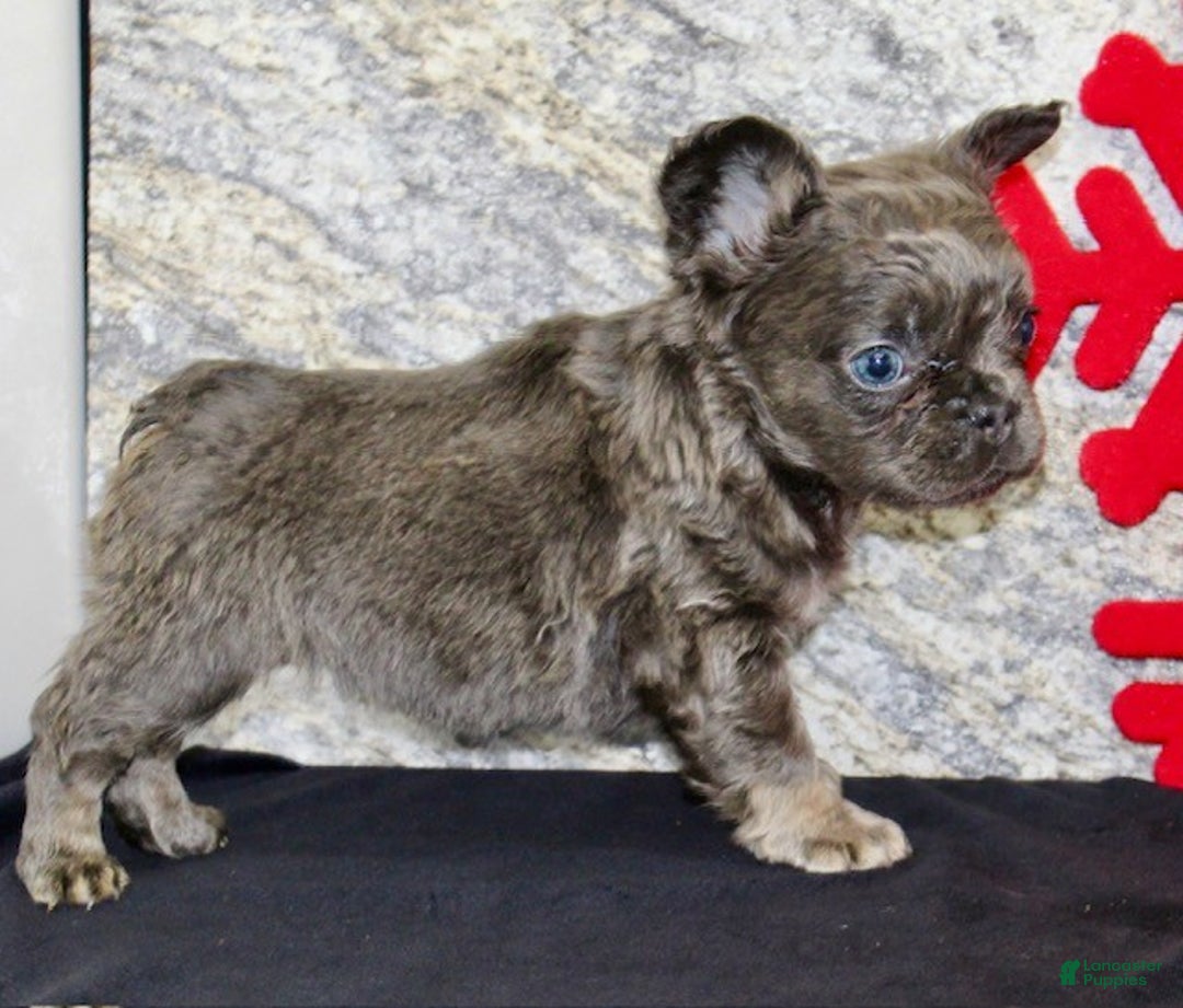 French Bulldog dogs for sale: Carla - Ad 6