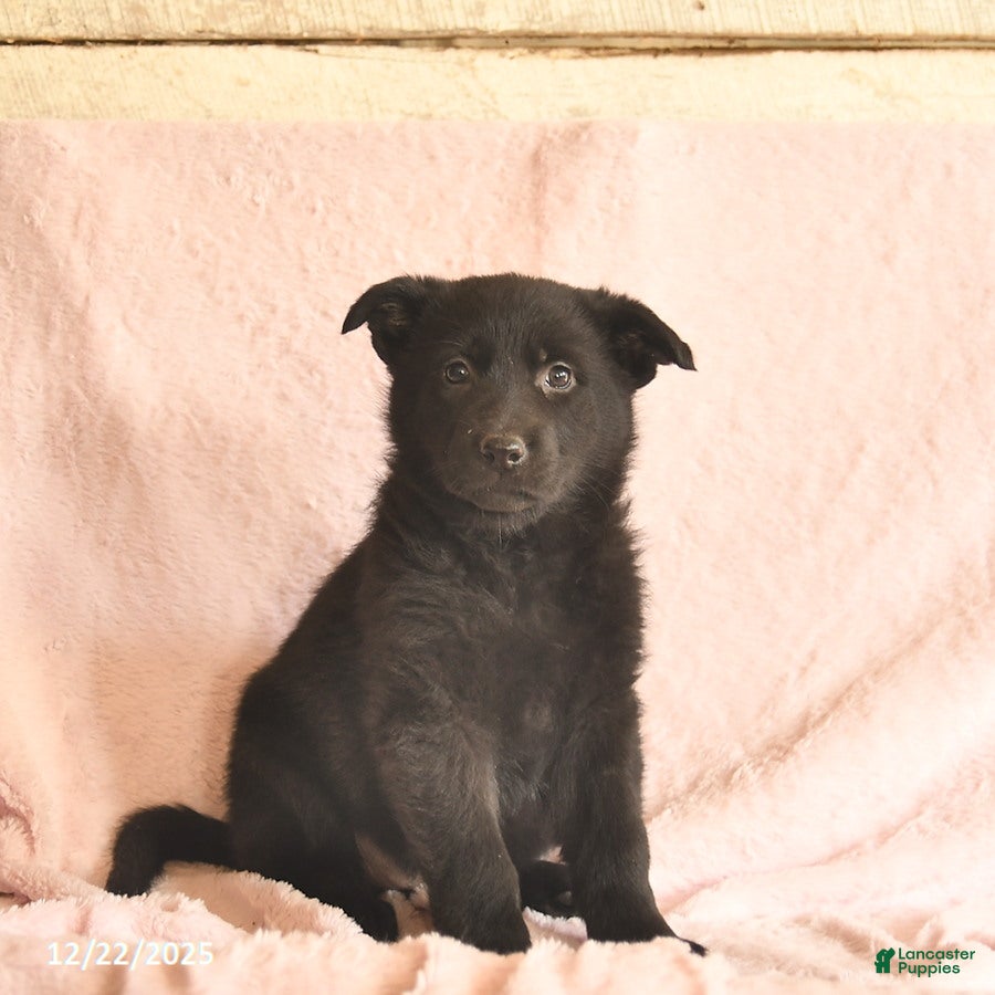 German Shepherd dogs Berry  - Ad 3