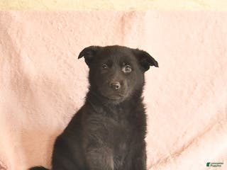 German Shepherd dogs Berry - Ad 32