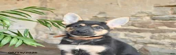 German Shepherd dogs for sale: Noelle - Ad 5