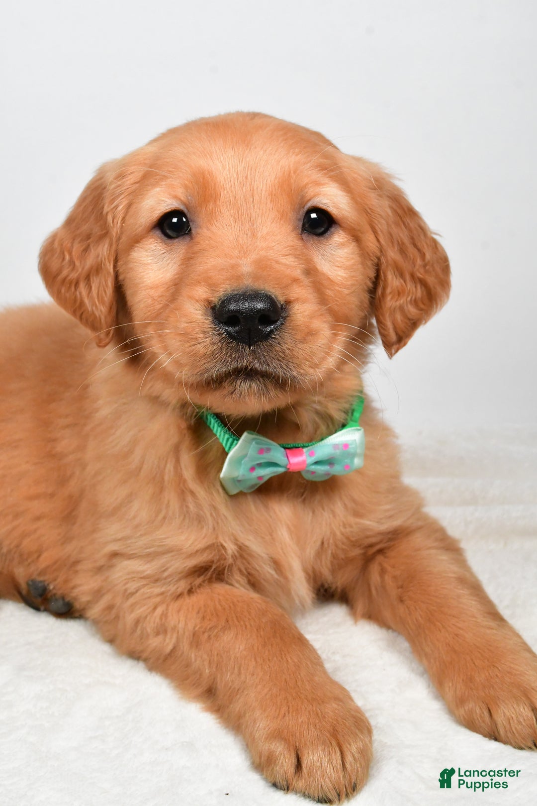 Golden Retriever dogs for sale: Kaden - Ad 3