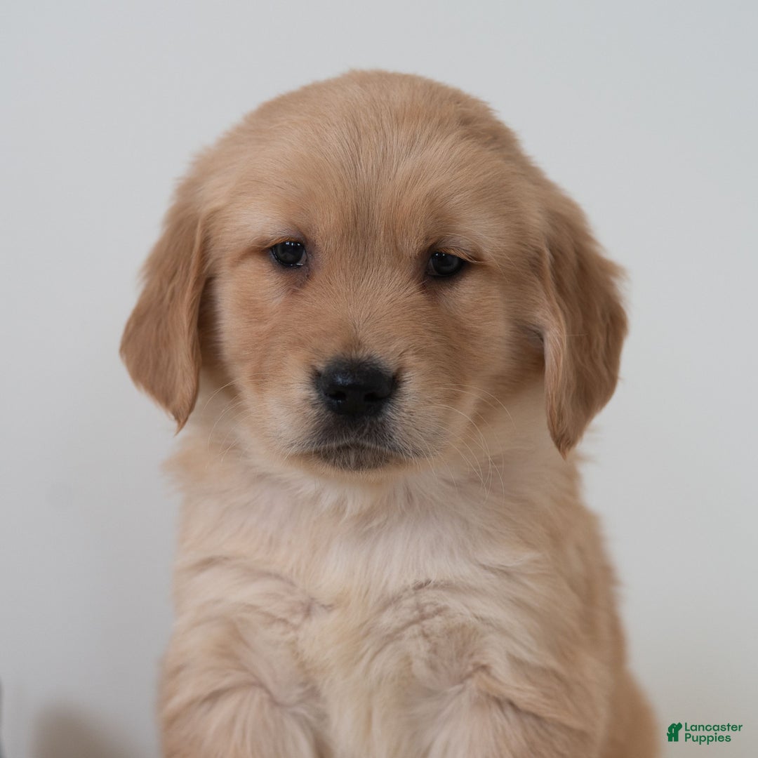 Golden Retriever dogs for sale: Sailor  - Ad 3