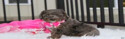 Miniature Poodle dogs for sale:  Brinley - Ad 3