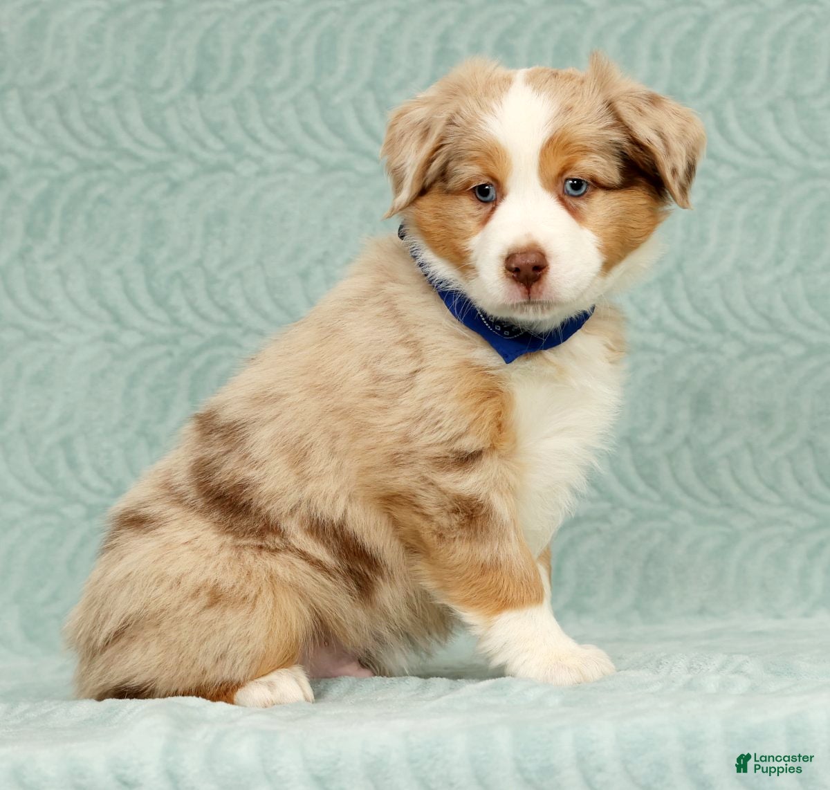 Australian Shepherd dogs Zack - Ad 14