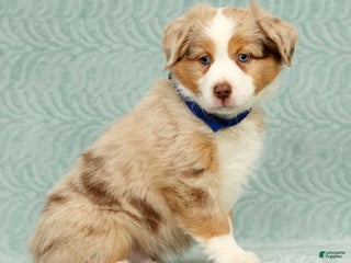 Australian Shepherd dogs Zack - Ad 13
