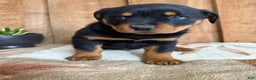 Rottweiler dogs for sale: Logan - Ad 11