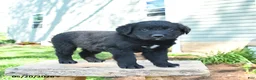 Mixed Breed dogs for sale: Shawn  - Ad 3