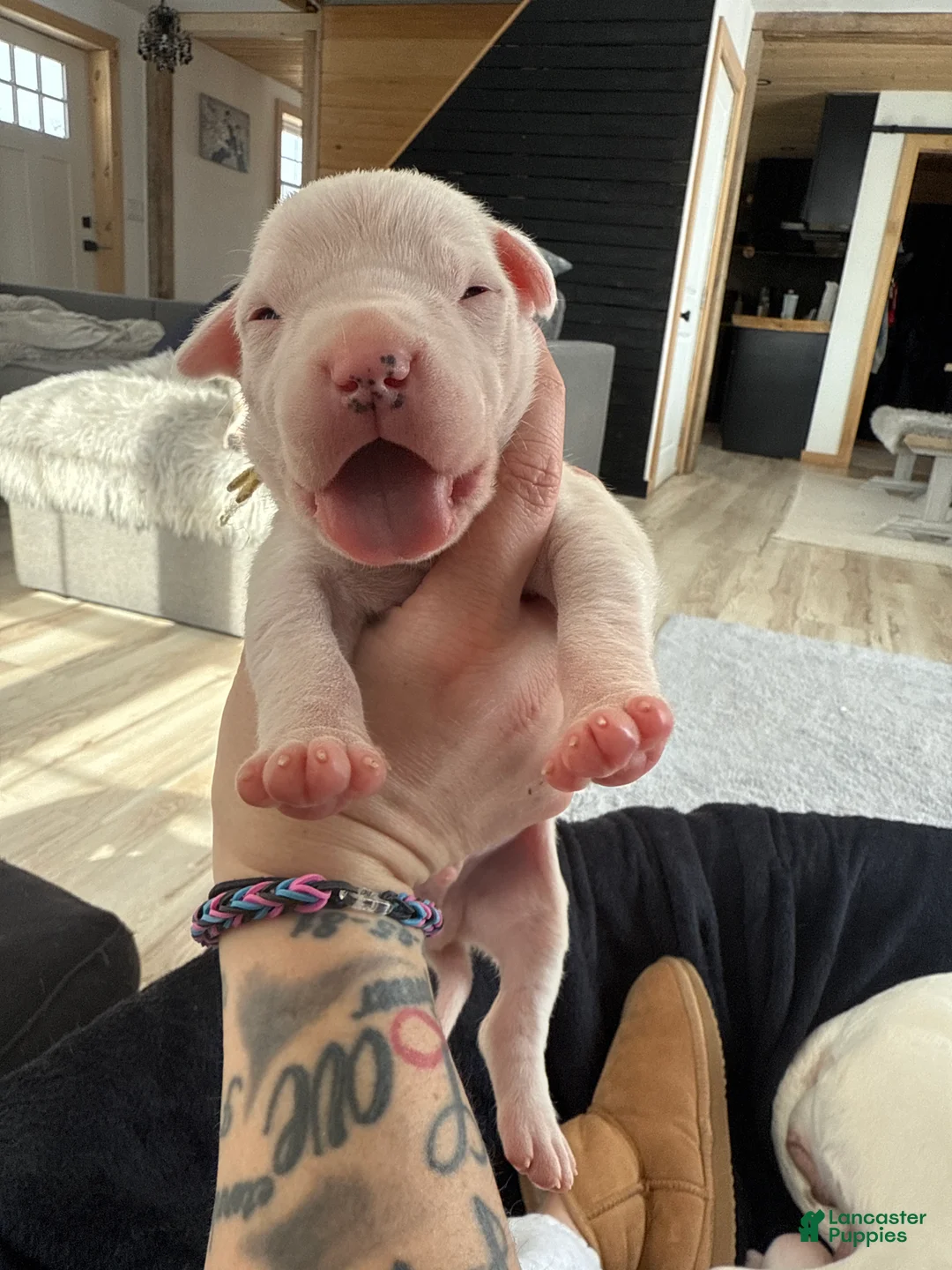 Dogo Argentino dogs for sale: Yellow collar male - Ad 2