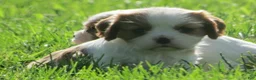 Cavalier King Charles Spaniel dogs for sale: Latte - Ad 2