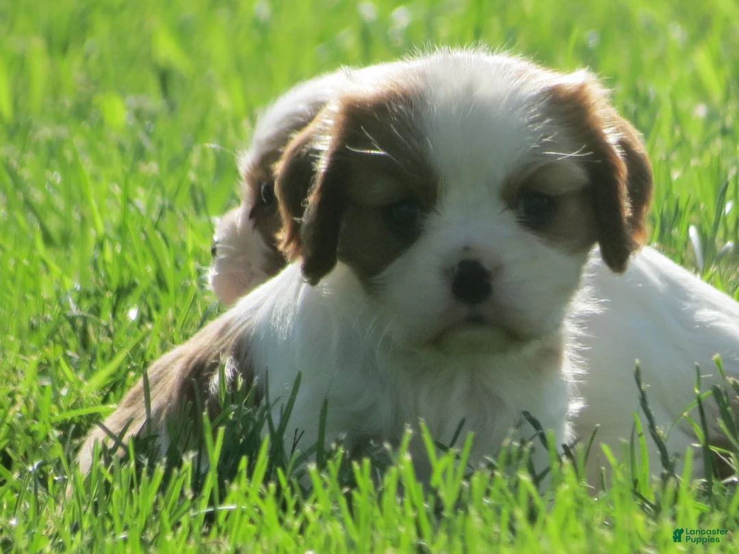 Cavalier King Charles Spaniel dogs for sale: Latte - Ad 2