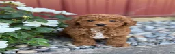 Toy Poodle dogs for sale: Pepper - Ad 7