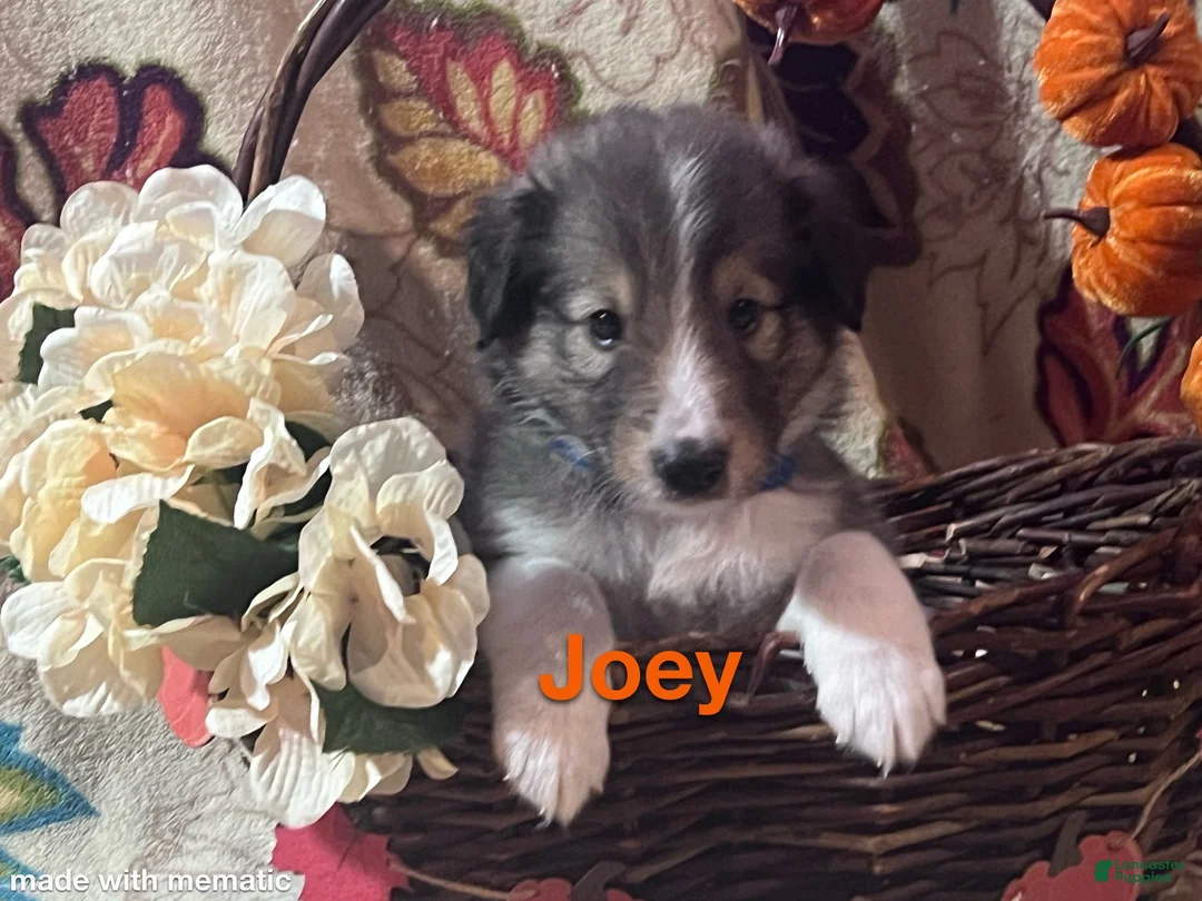 Shetland Sheepdog dogs for sale: Joey - Ad 2