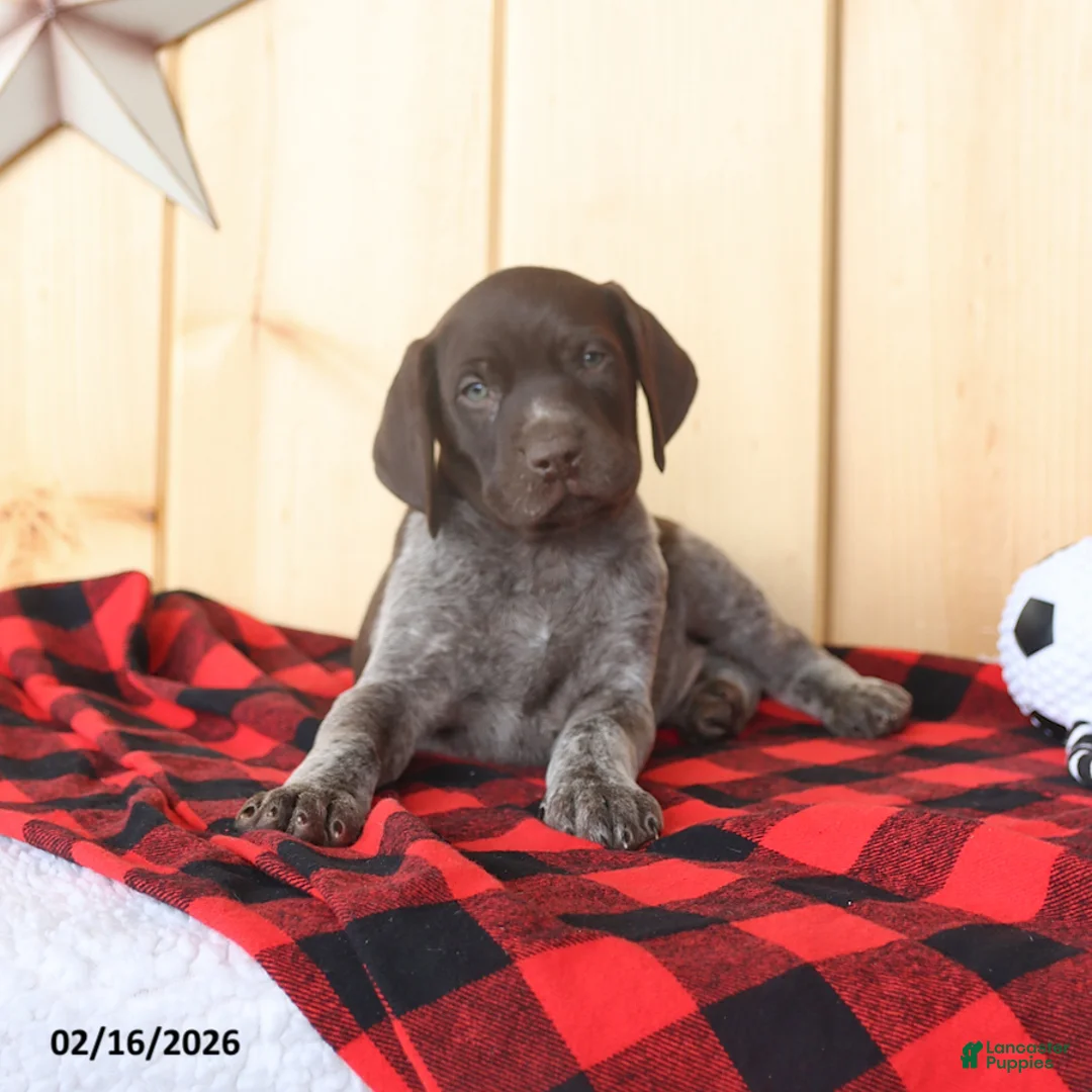 German Shorthaired Pointer dogs for sale: Duke - Ad 5