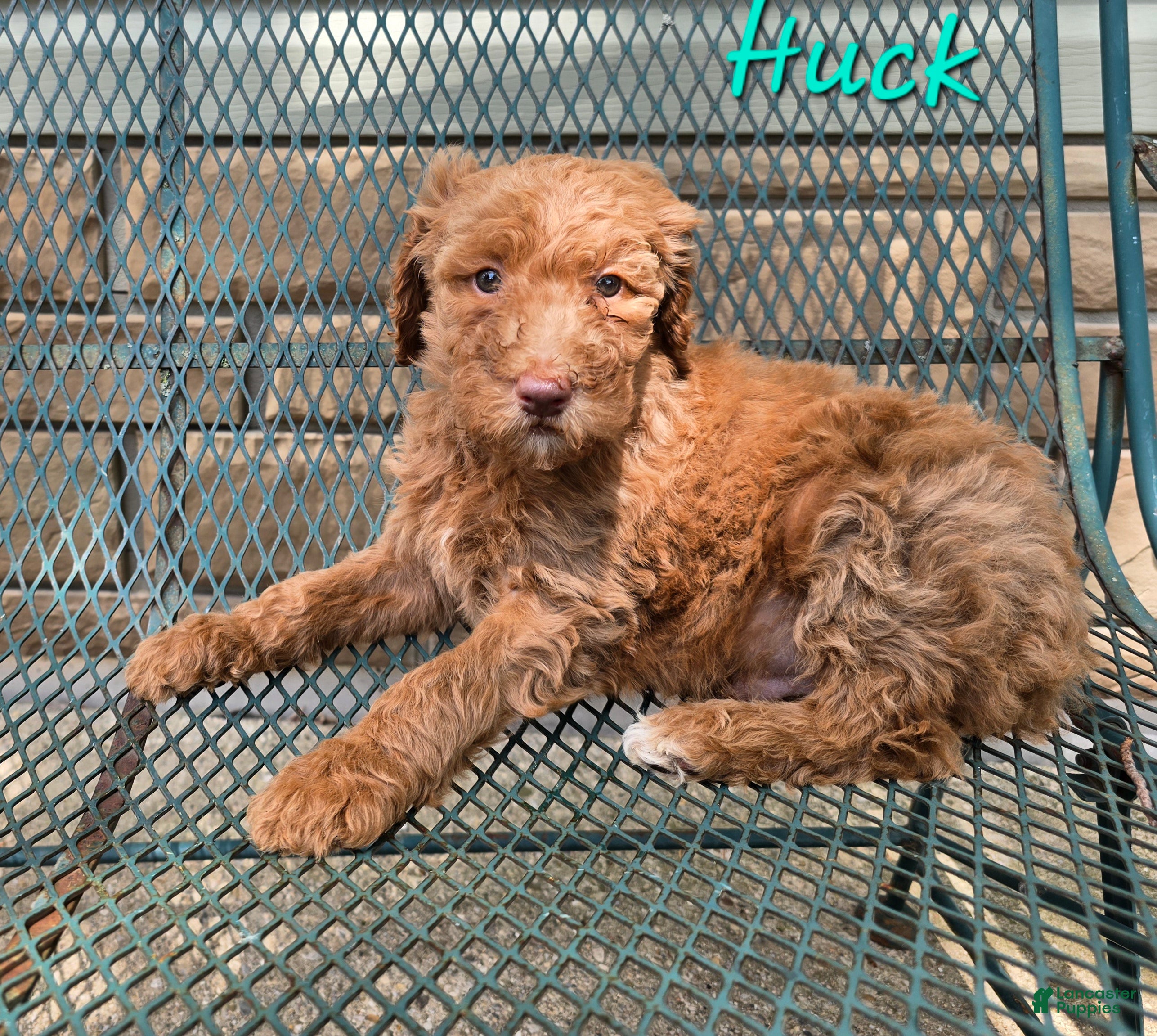 Goldendoodle dogs Goldendoodle Puppy 2 - Ad 41