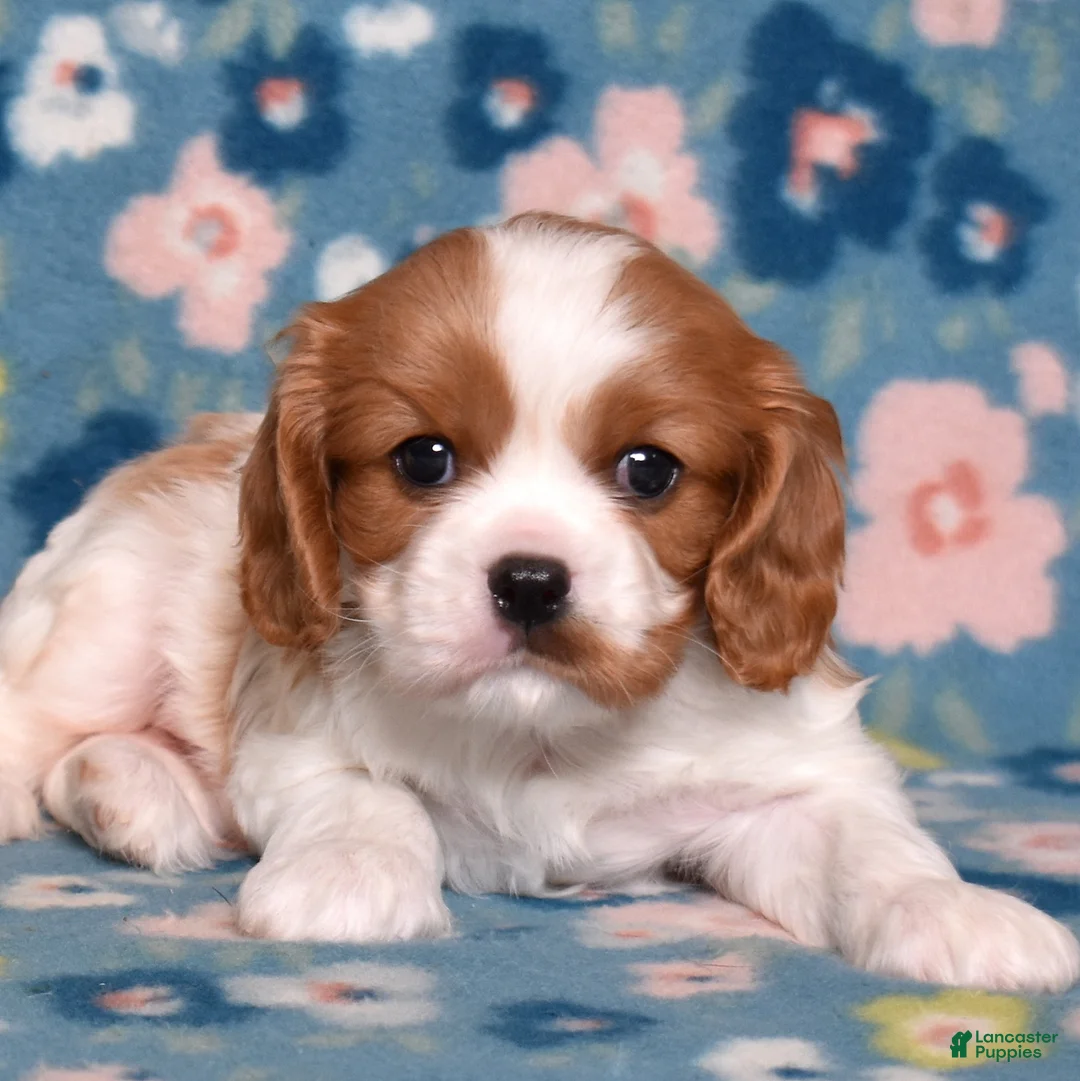 Cavalier King Charles Spaniel dogs for sale: Winston - Ad 1