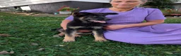 German Shepherd dogs for sale: Mati - Ad 5