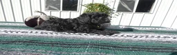 Mini Goldendoodle dogs for sale: Mini Goldendoodle 1 Ivy - Ad 3