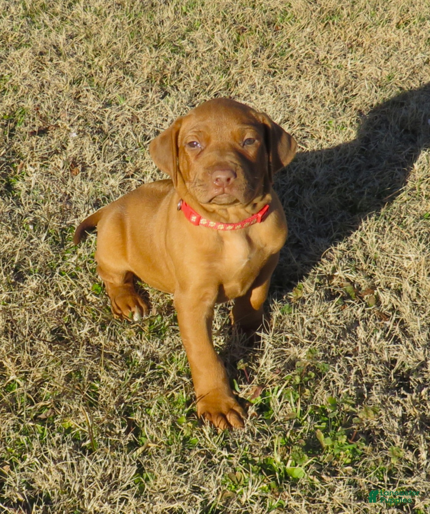 Rhodesian Ridgeback dogs Rhodesian Ridgeback Puppy 1 - Ad 1