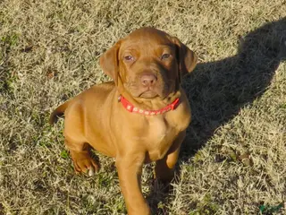 Rhodesian Ridgeback dogs Rhodesian Ridgeback Puppy 1 - Ad 25