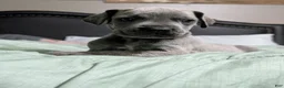 Great Dane dogs for sale: Jury - Male - Ad 4