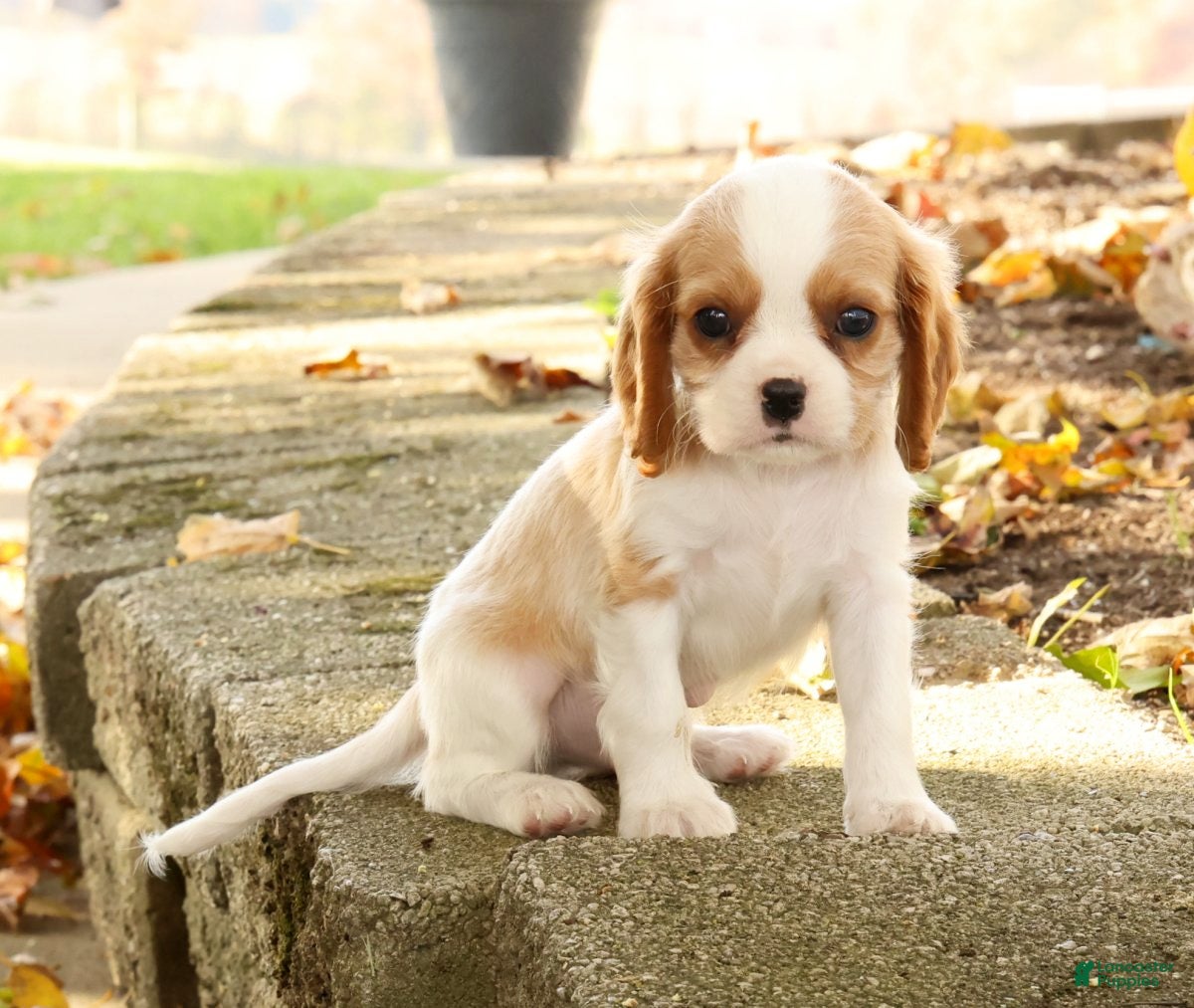 Cavalier King Charles Spaniel dogs for sale: Zeke - Ad 2