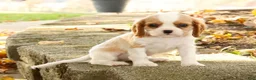 Cavalier King Charles Spaniel dogs for sale: Zeke - Ad 2
