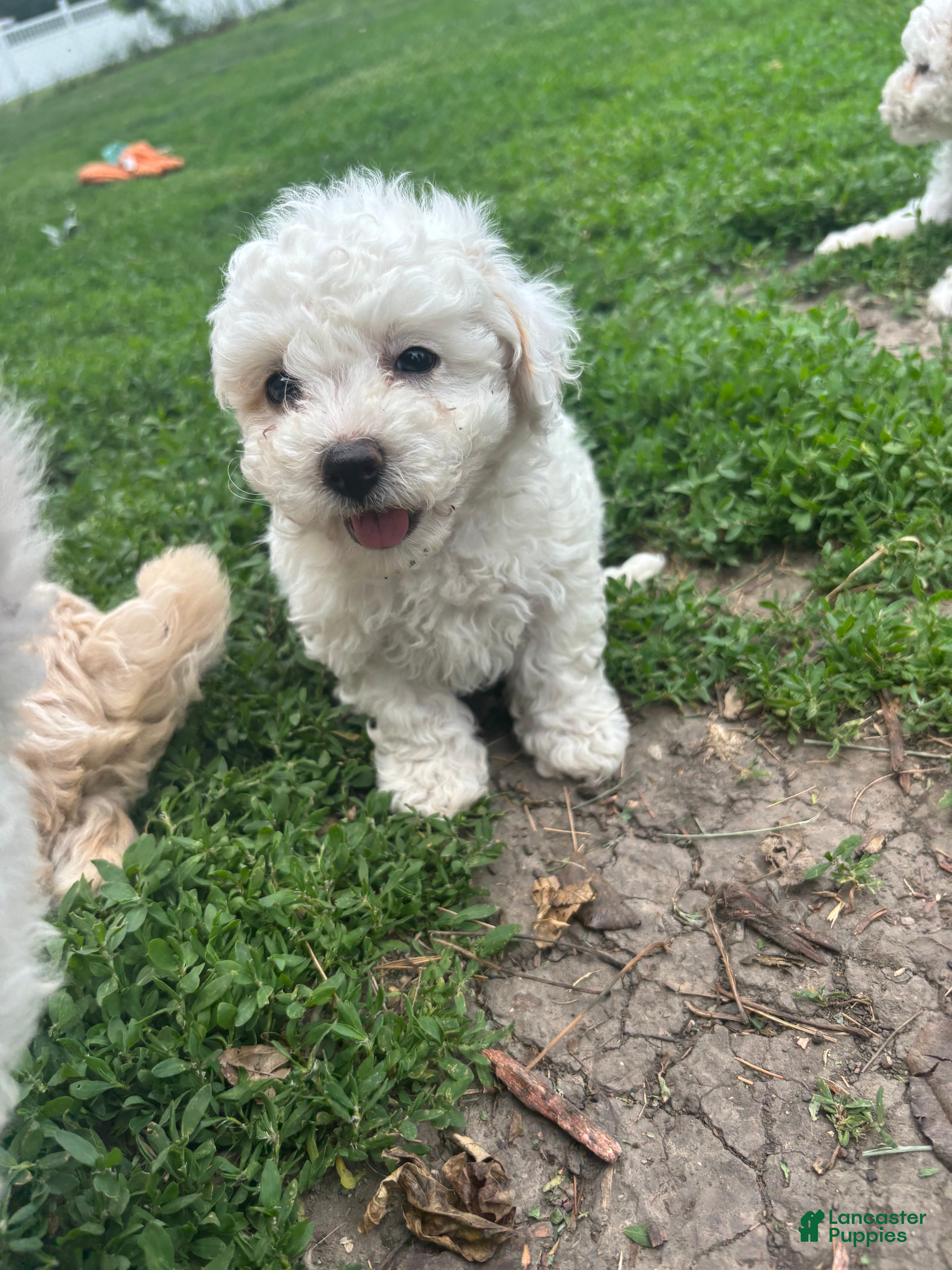 Bichpoo dogs Maple - Ad 2