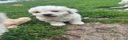 Bichpoo dogs for sale: Maple - Ad 2