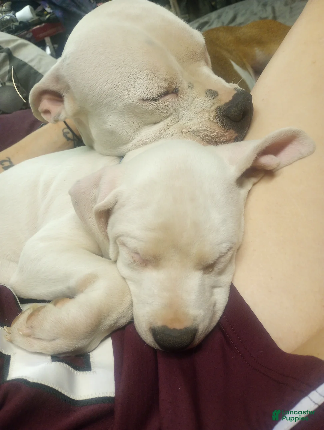 Gallery Image {{count}}