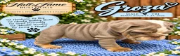 English Bulldog dogs for sale: GROZA - Ad 2