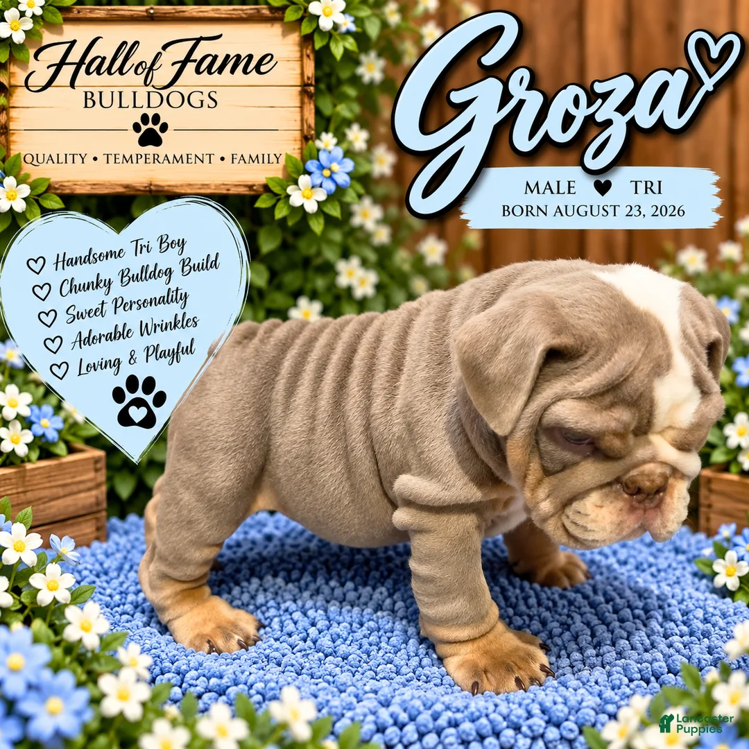 English Bulldog dogs for sale: GROZA - Ad 2