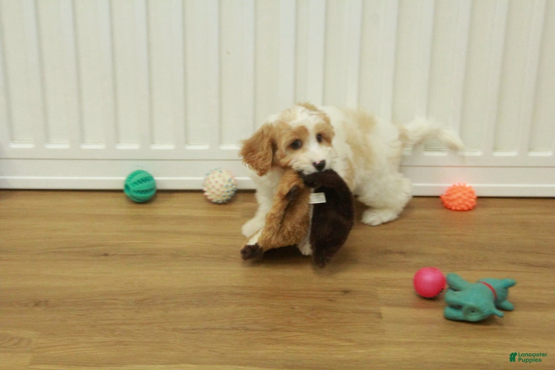 Cavapoo dogs for sale: Mason - Ad 11