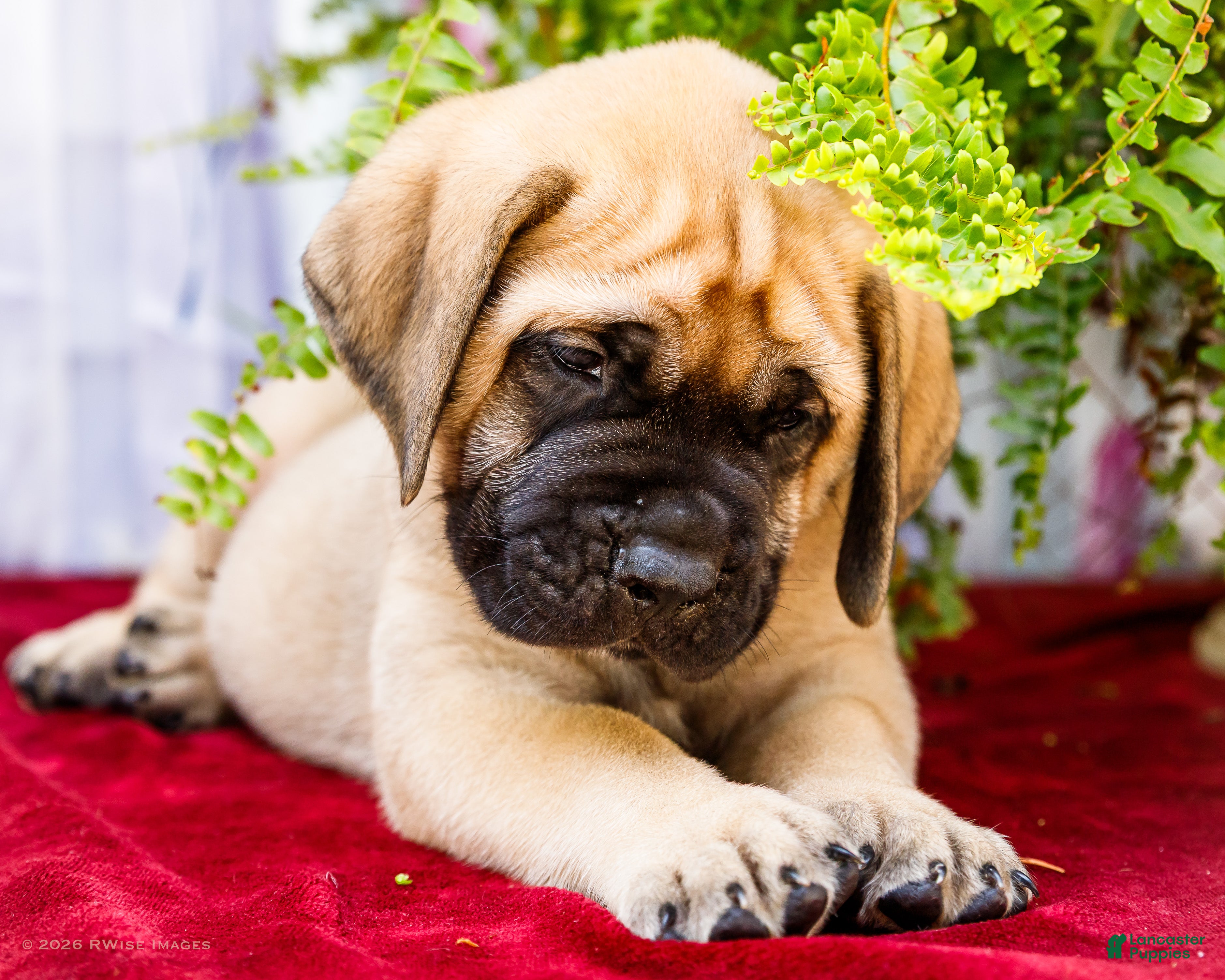 English Mastiff dogs for sale: Marco - Ad 2