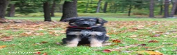 German Shepherd dogs for sale: Cinnamon - Ad 3