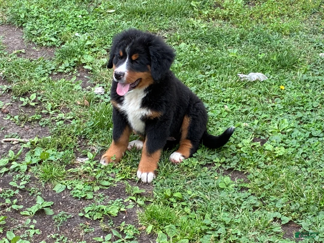 Bernese Mountain Dog dogs for sale: Bernese Mountain Dog Puppy 3 - Ad 2