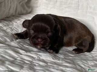 Shih Tzu dogs Shih Tzu 4 - Ad 4