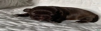 Shih Tzu 4
