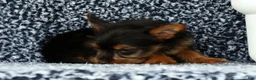 Yorkshire Terrier dogs for sale: Zuma - Ad 8