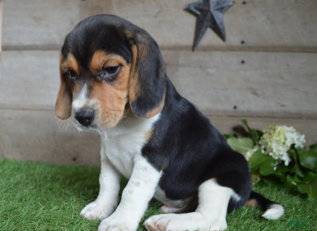Beagle dogs for sale: Remington - Ad 4