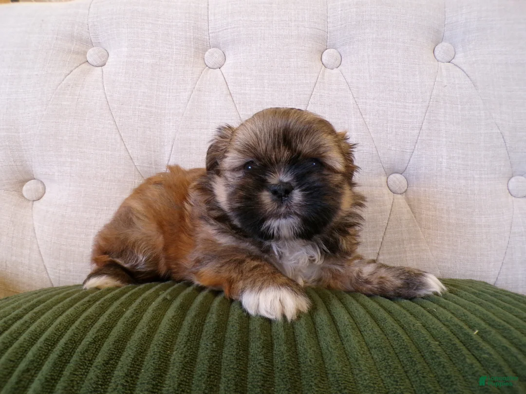 Shih Tzu dogs for sale: Oden - Ad 6