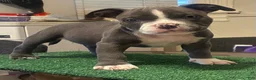 American Bully dogs for sale: American Bully 1 - Ad 1