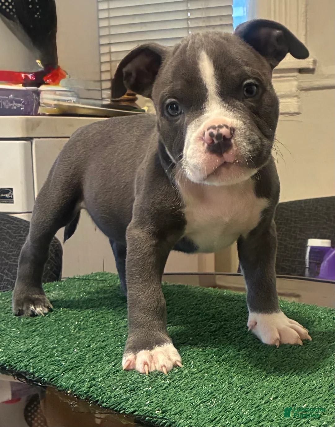 American Bully dogs for sale: American Bully 1 - Ad 1