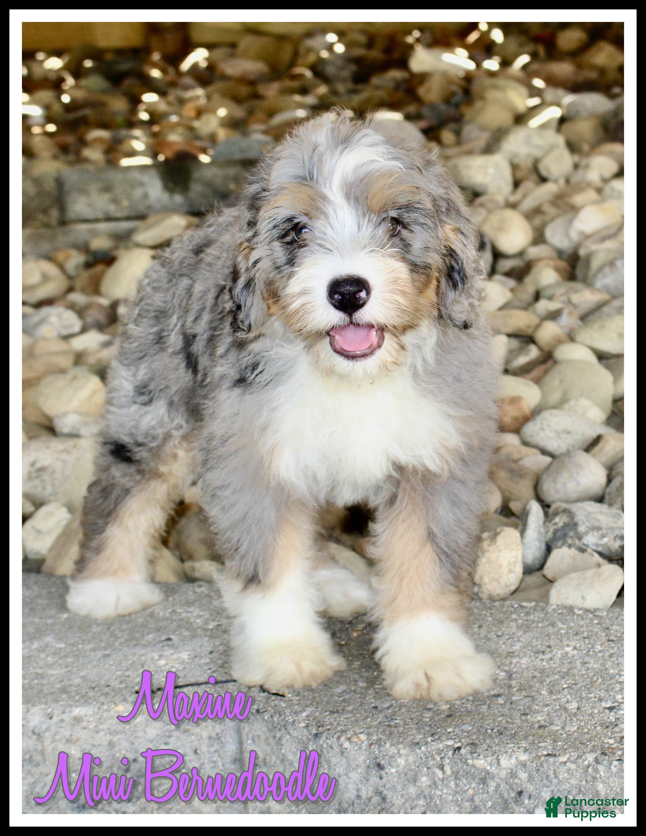Mini Bernedoodle dogs for sale: Maxine - Ad 3