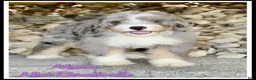 Mini Bernedoodle dogs for sale: Maxine - Ad 1