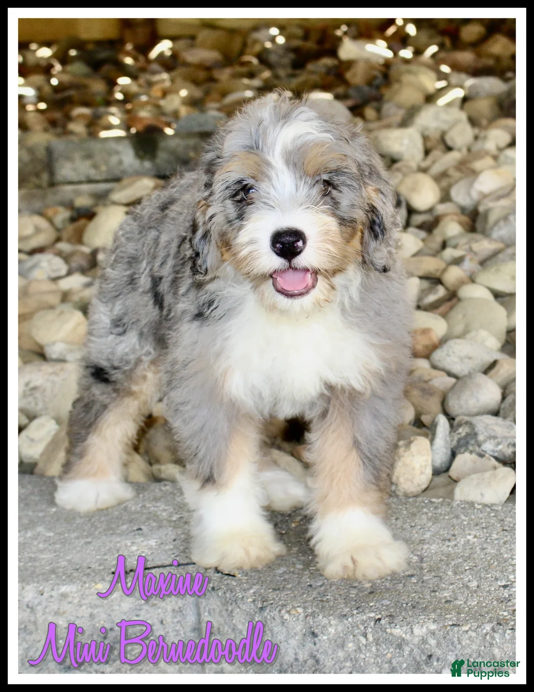 Mini Bernedoodle dogs for sale: Maxine - Ad 1