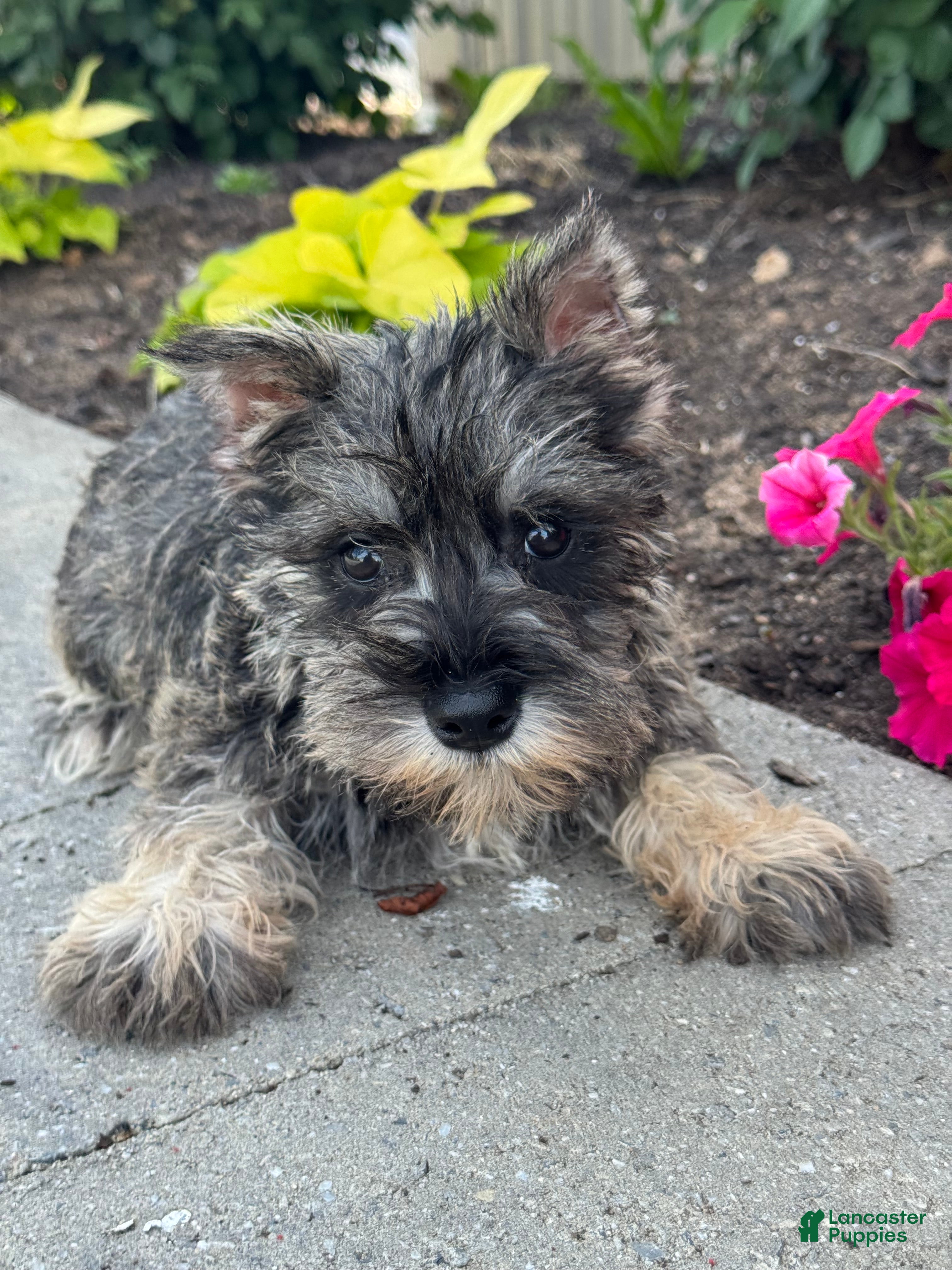 Miniature Schnauzer dogs Mc.Donald 🦔 - Ad 41