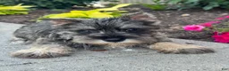 Miniature Schnauzer dogs for sale: Mc.Donald 🦔 - Ad 1