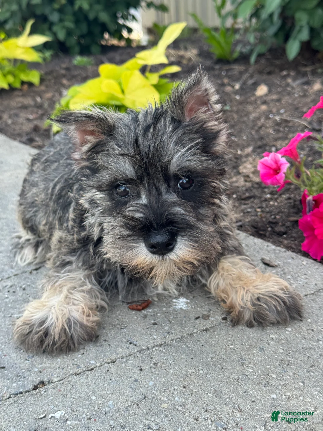 Miniature Schnauzer dogs for sale: Mc.Donald 🦔 - Ad 1