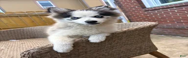 Pomsky 1